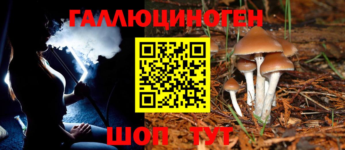 Галлюциногенные грибы Psilocybine cubensis  Вход с VPN  Новочеркасск  Псилоцибиновые грибы прущие грибы 
